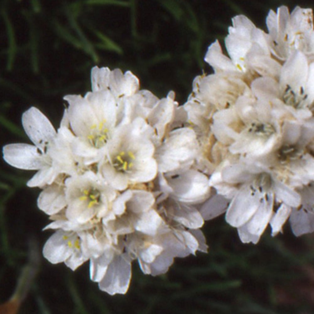 Grasnelke 'Alba' - Armeria maritima alba - Bakker
