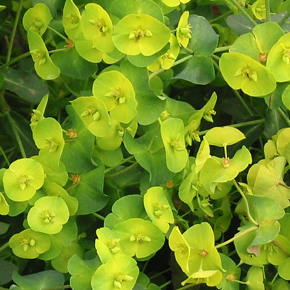 Wolfsmilch   - Purpur-Wolfsmilch - Euphorbia amygdaloides purpurea
