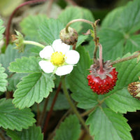 Erdbeeren - Wald-Erdbeere - Fragaria vesca