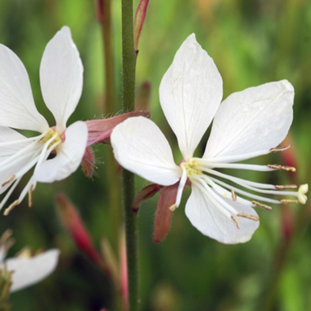 Gaura Snowstorm - Gaura lindheimeri snowstorm - Bakker
