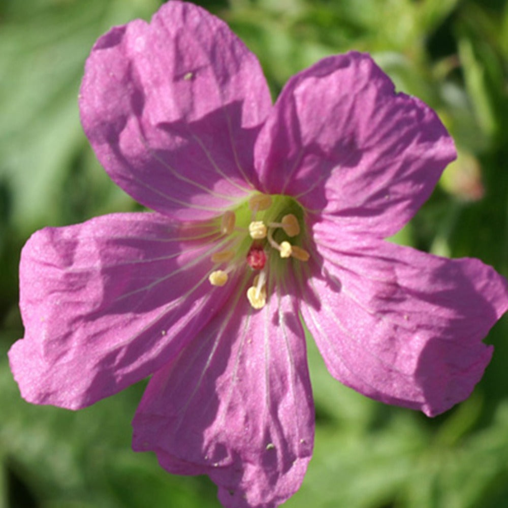 Storchschnabel Rosenlicht - Bakker