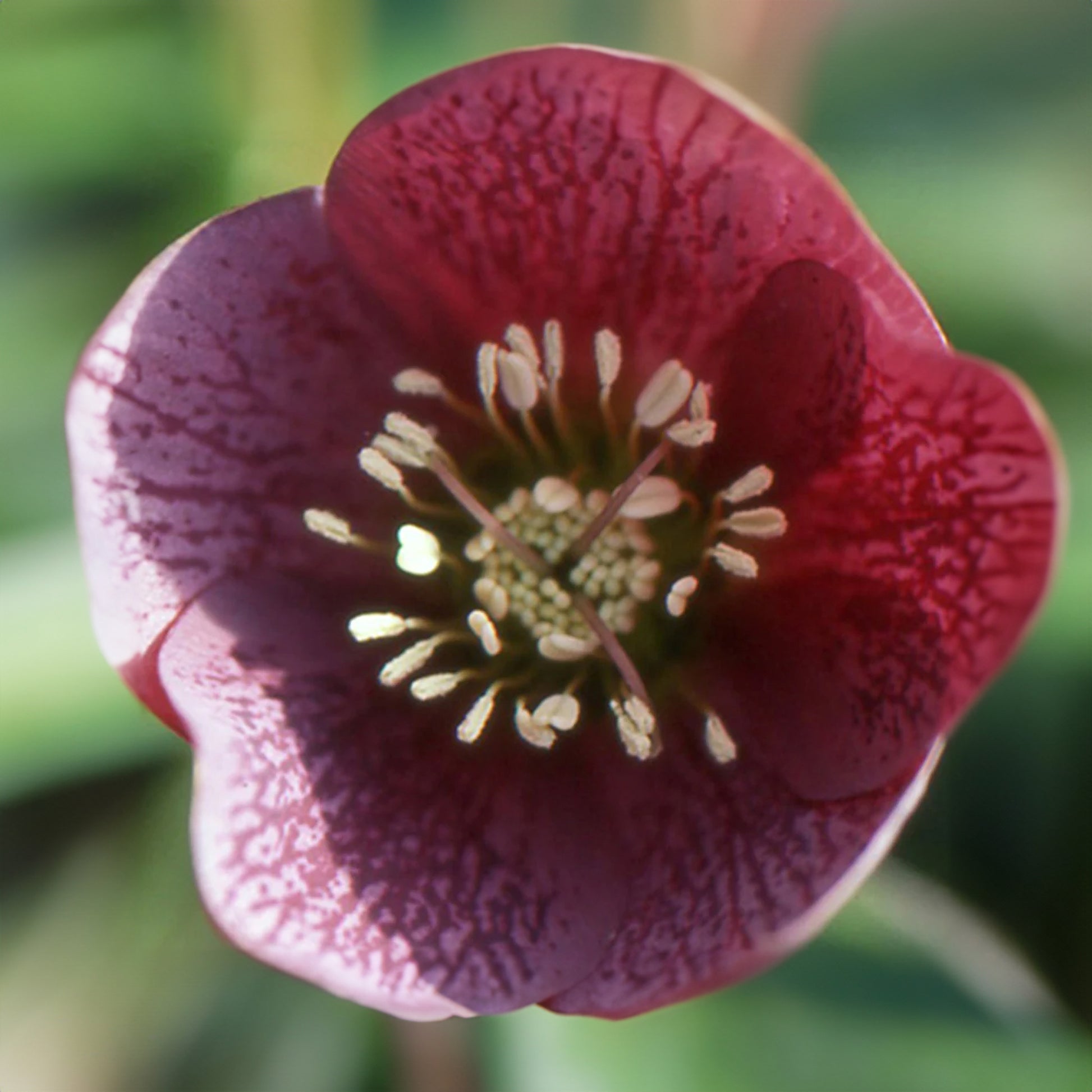 Lenzrose ‘Red Hybrids’ - Helleborus orientalis red hybrids - Bakker
