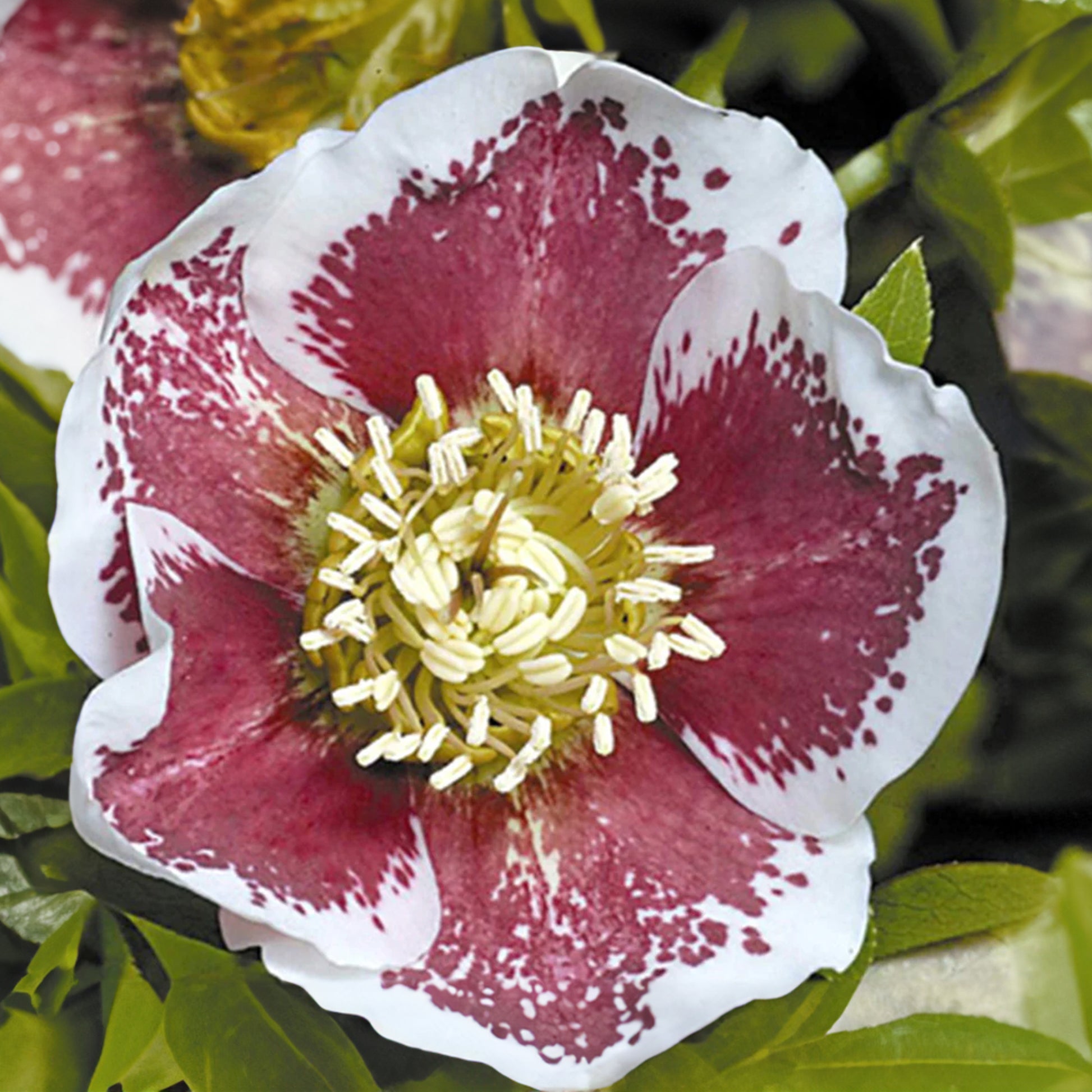 Christrose White Lady Spotted - Helleborus orientalis white lady spotted - Bakker