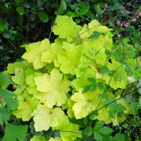 Purpurglöckchen Citronelle ® - Heuchera citronelle ® - Bakker