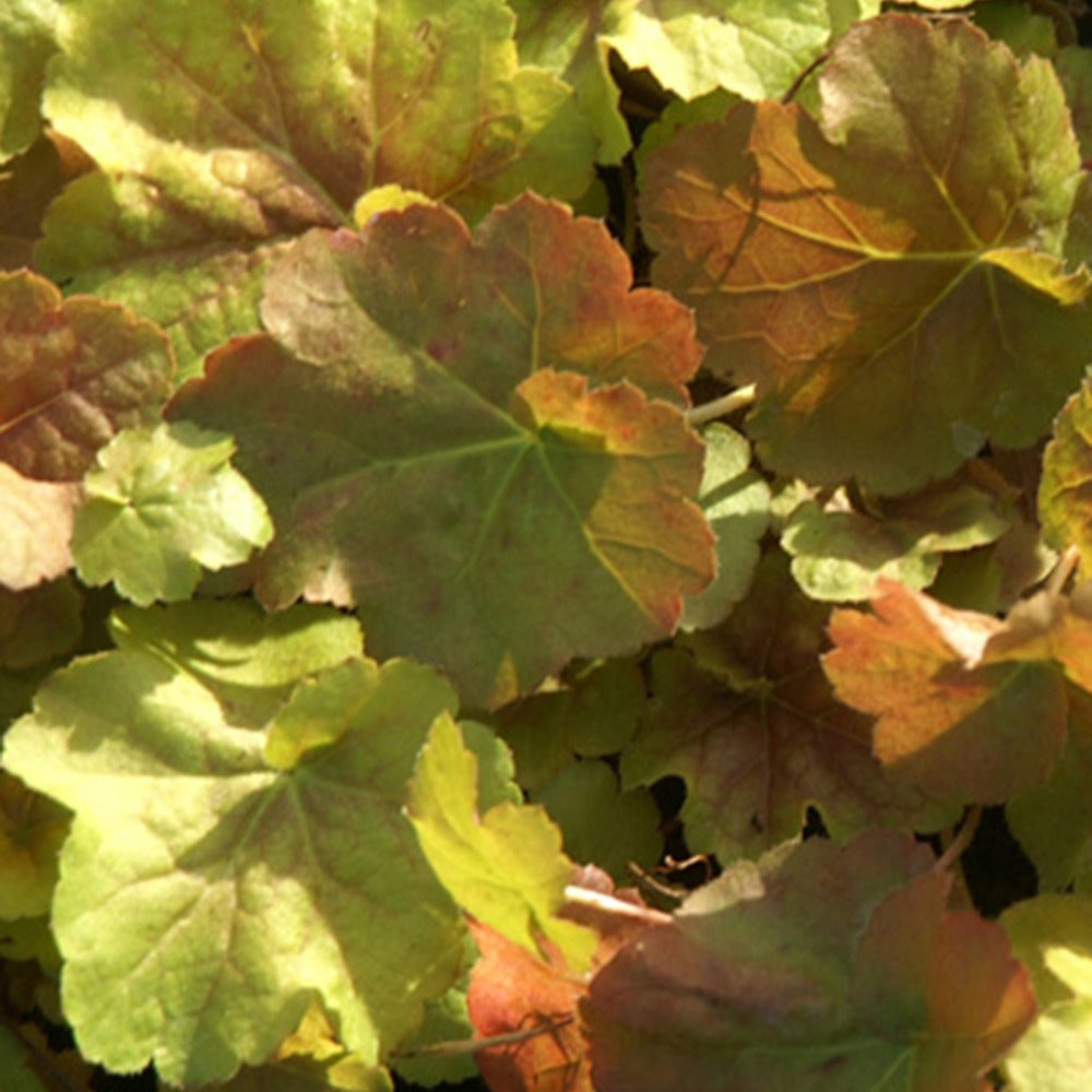 Purpurglöckchen Miracle ® - Heuchera miracle ® - Bakker