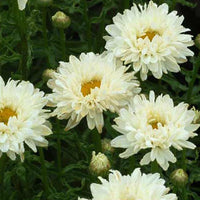 Margerite Victorian Secret - Leucanthemum superbum victorian secret ® - Bakker