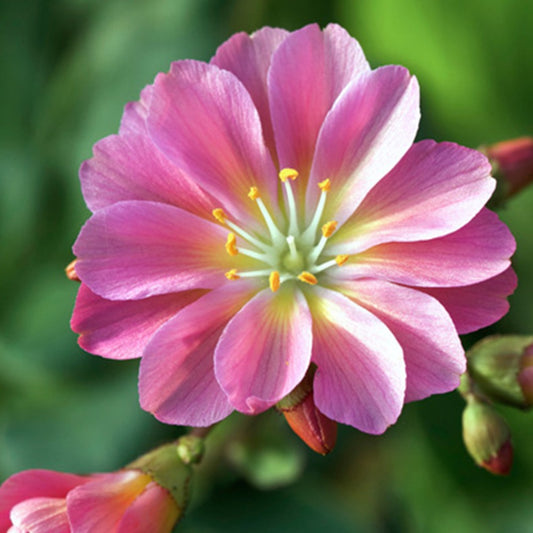 Bitterwurz ‘Sunset Strain’ - Bakker