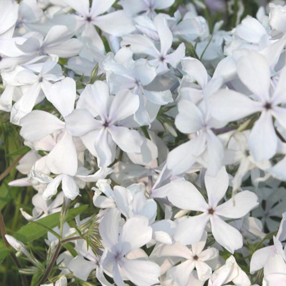 Flammenblume May Breeze - Phlox divaricata may breeze - Bakker