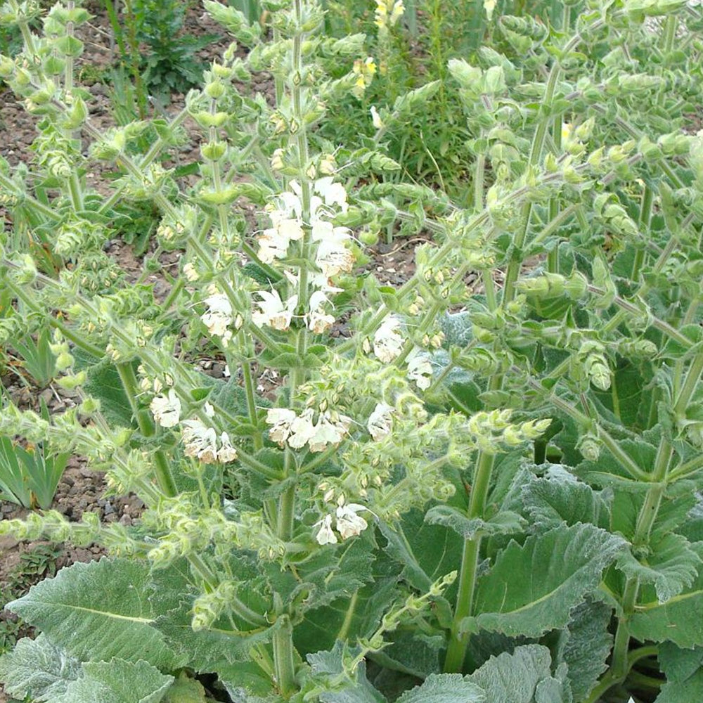 Silber Salbei - Salvia argentea - Bakker