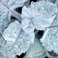 Verkauf Silber Salbei