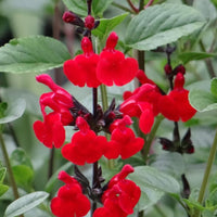 Salbei - Pfirsichsalbei Royal Bumble - Salvia royal bumble