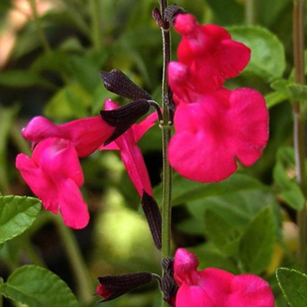 Salvia microphylla (grahamii) - Johannisbeer-Salbei Grahamii - Salbei
