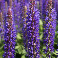 Waldsalbei Blue Bouquetta - Bakker