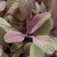 Salbei - Purpursalbei - Salvia officinalis purpurascens