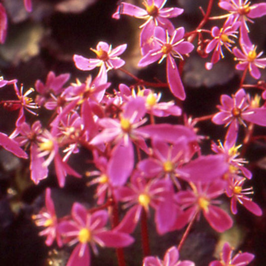 Saxifrage ‘Black Ruby’ - Bakker