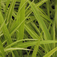 Japangras Albovariegata - Bakker
