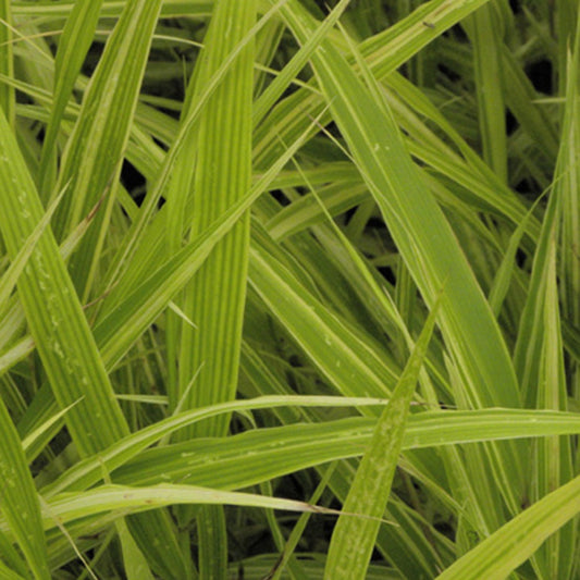 Japangras Albovariegata - Bakker