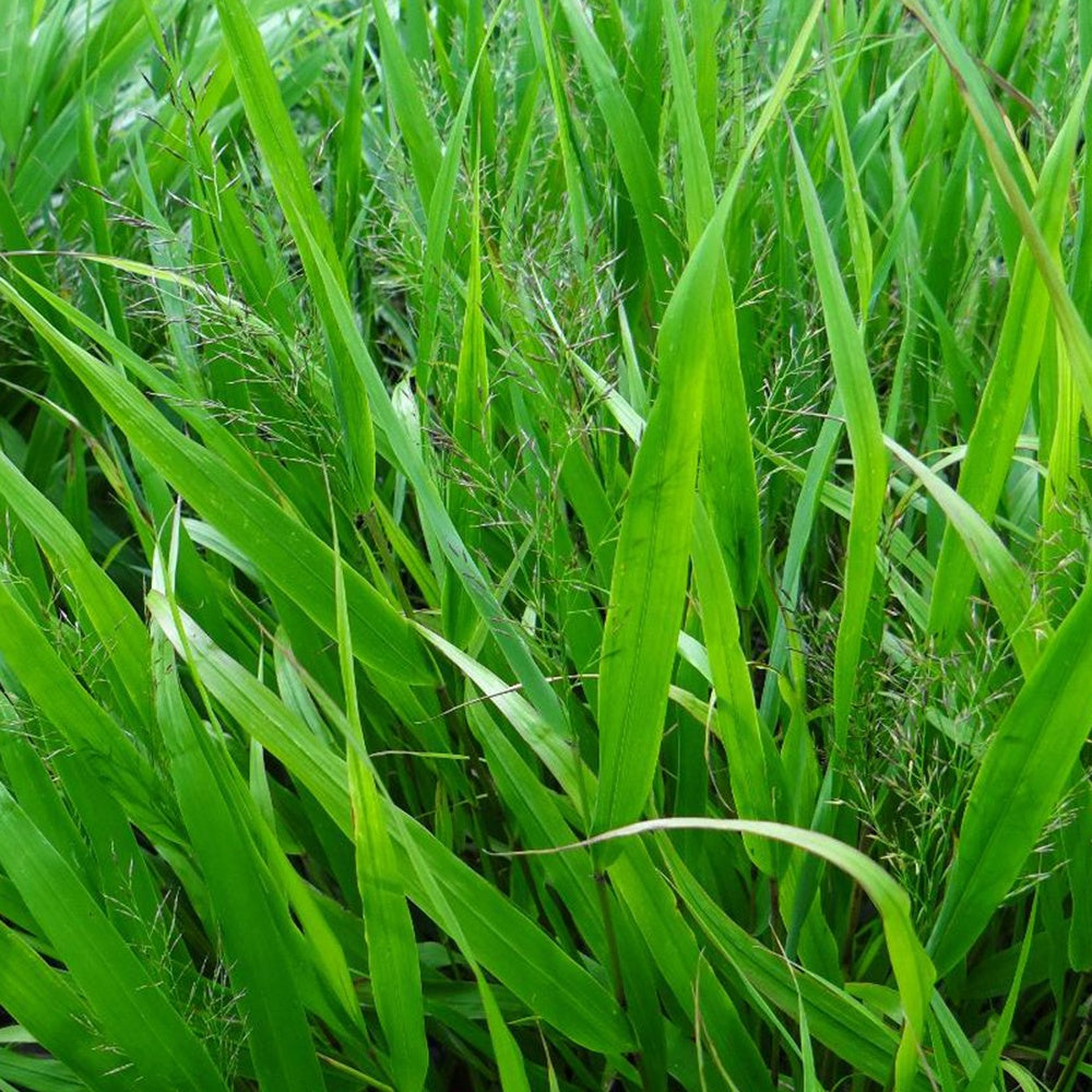 Verkauf Japanwaldgras - Hakonechloa macra