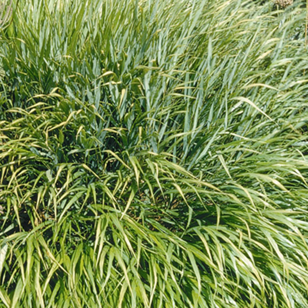 Japanisches Gras - Japanwaldgras - Hakonechloa macra