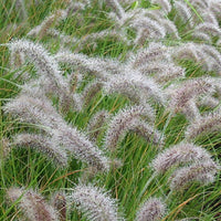 Federborstengras - Pennisetum alopecuroides (compressum) - Bakker