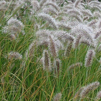 Pennisetum alopecuroides (compressum) - Federborstengras - Pennisetum