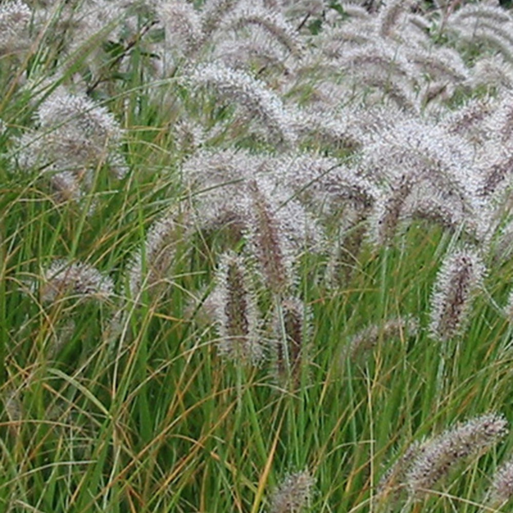 Pennisetum alopecuroides (compressum) - Federborstengras - Pennisetum