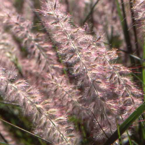 Pennisetum - Orientalisches Lampenputzergras - Pennisetum orientale