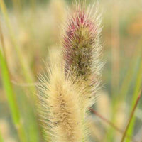 Verkauf Lampenputzergras Red Button - Pennisetum thunbergii Red Buttons
