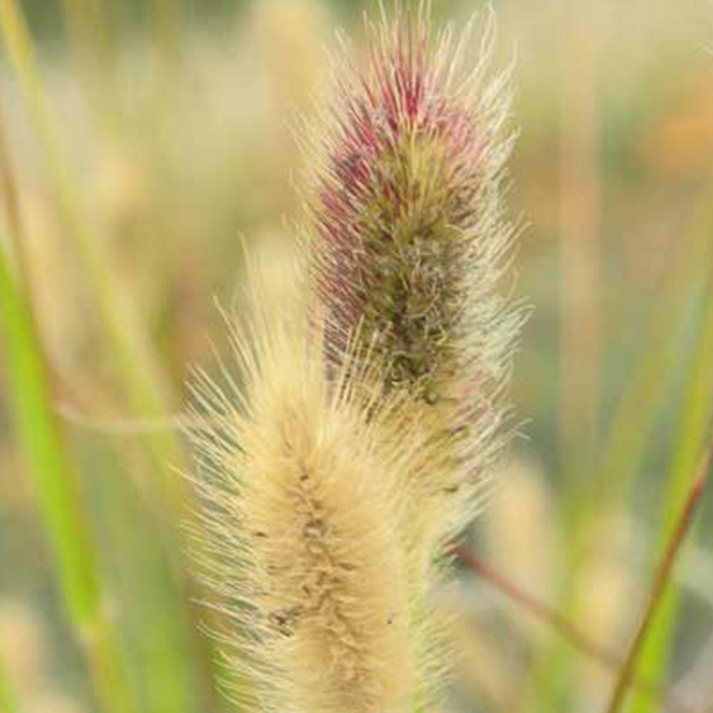 Verkauf Lampenputzergras Red Button - Pennisetum thunbergii Red Buttons