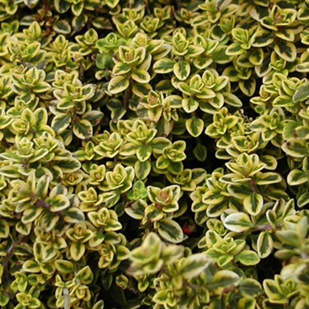 Zitronenthymian ‘Aureus’ - Bakker