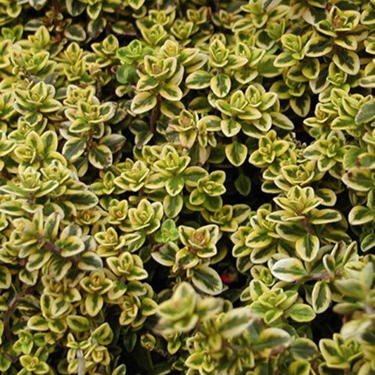Zitronenthymian ‘Aureus’ - Bakker