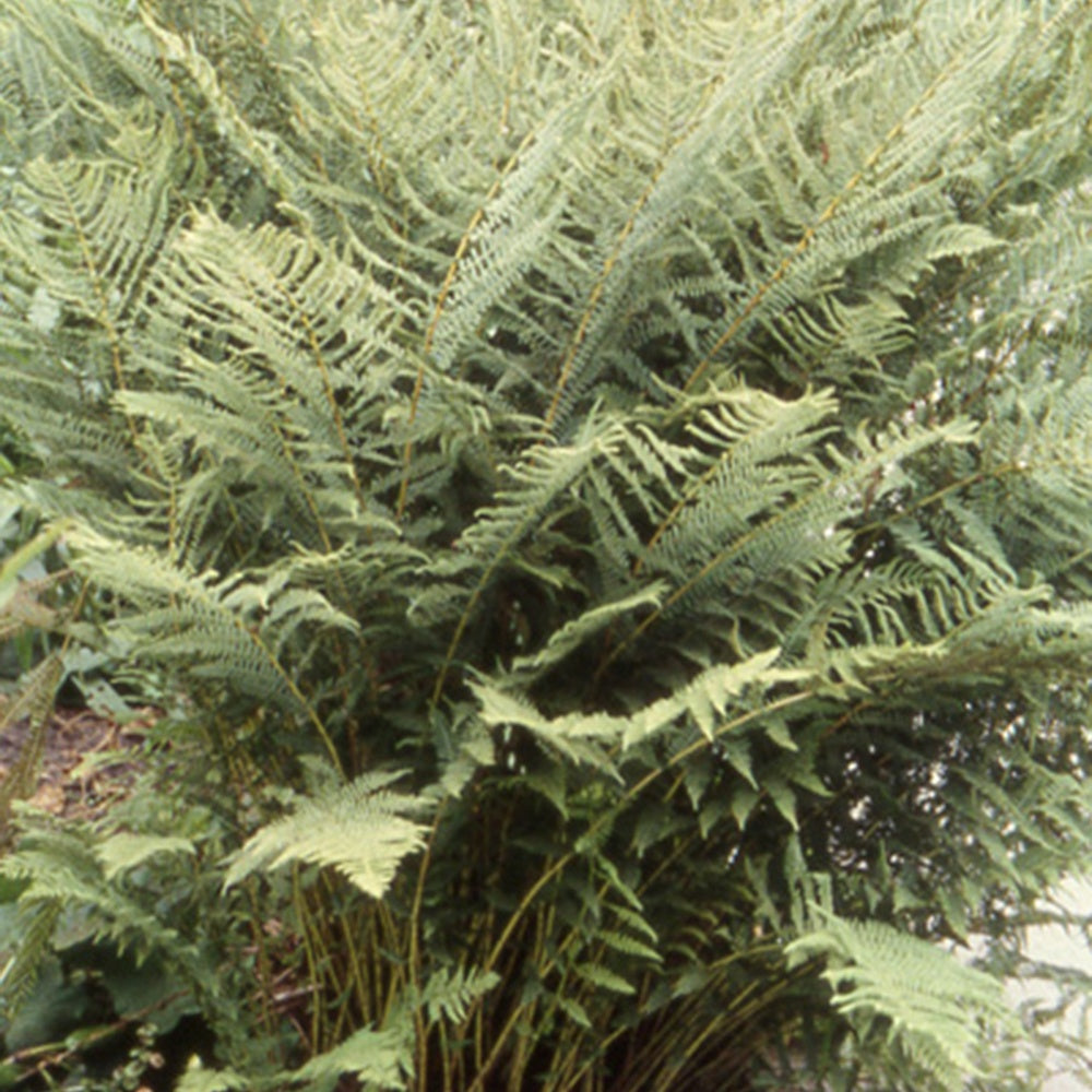 Athyrium filix-femina - Frauenfarn - Farne