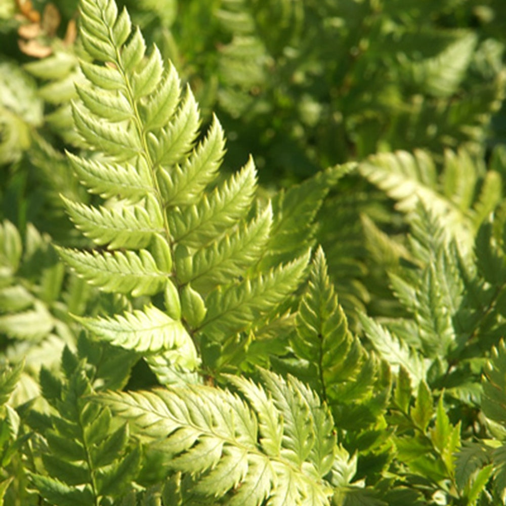 Steifer Schildfarn - Polystichum rigens - Bakker