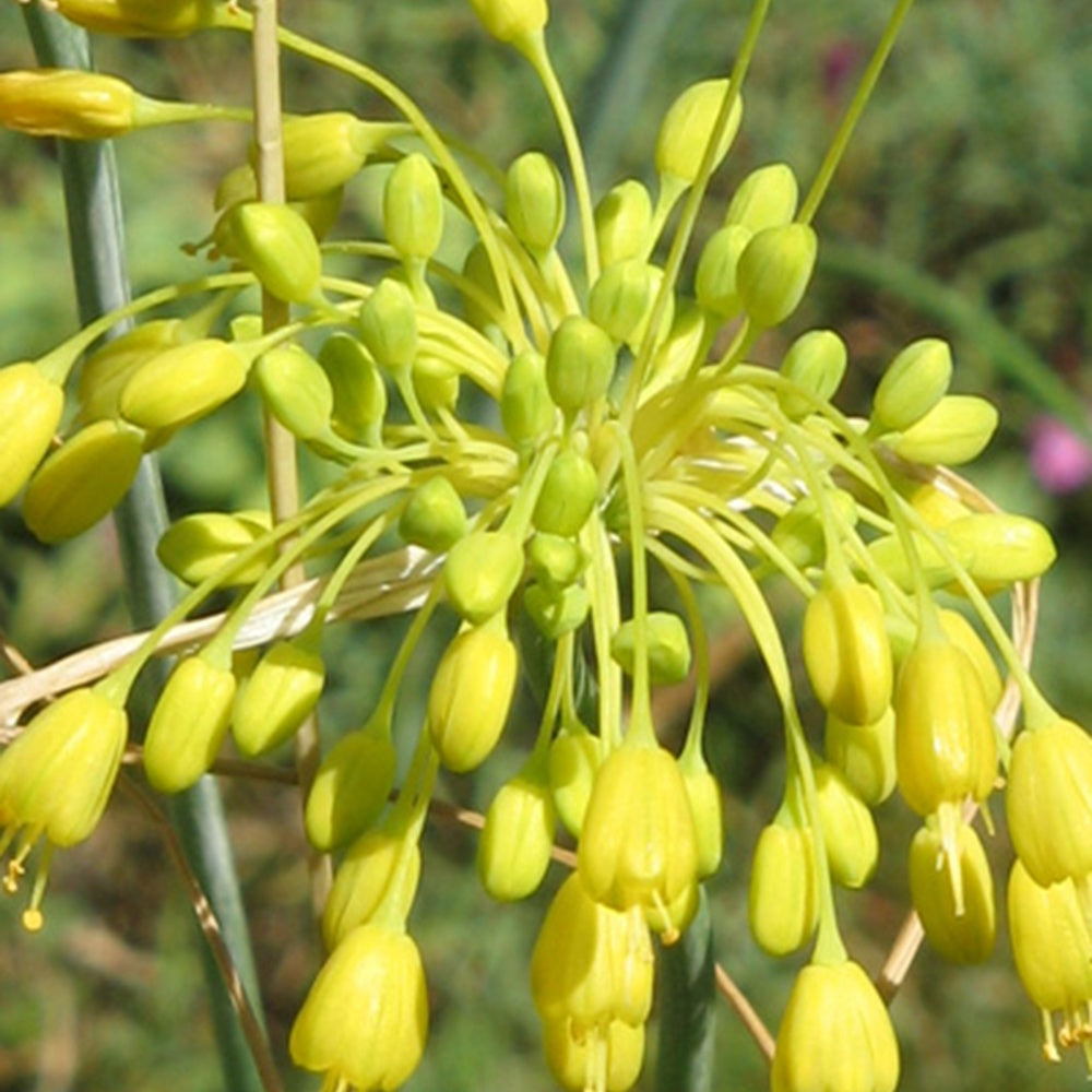 Verkauf Gelber Lauch - Allium flavum