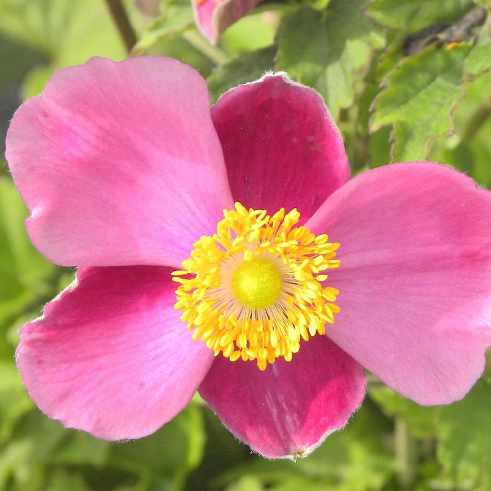 Herbstanemone Praecox - Bakker