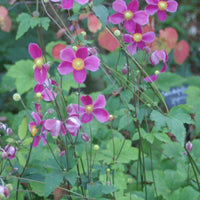 Herbstanemone Splendens - Anemone hupehensis splendens - Bakker