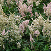 Japanische Prachtspiere Peach Blossom - Astilbe peach blossom ( japonica group ) - Bakker