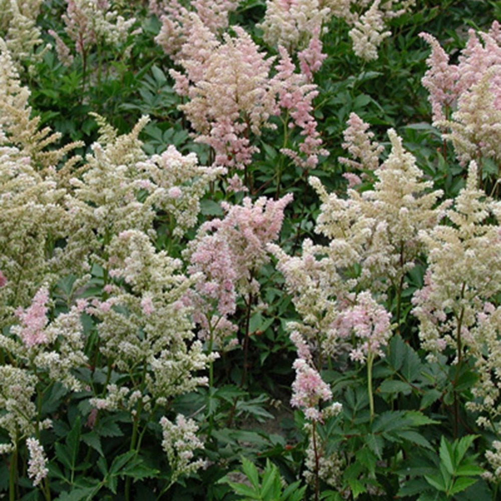 Japanische Prachtspiere Peach Blossom - Astilbe peach blossom ( japonica group ) - Bakker