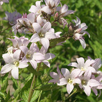 Dolden-Glockenblume Loddon Anna - Campanula lactiflora loddon anna - Bakker