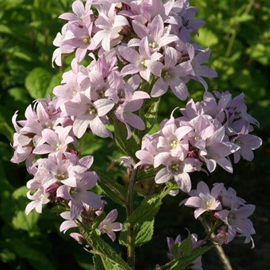 Dolden-Glockenblume Loddon Anna - Bakker