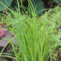 Sumpf-Segge - Carex acutiformis - Bakker