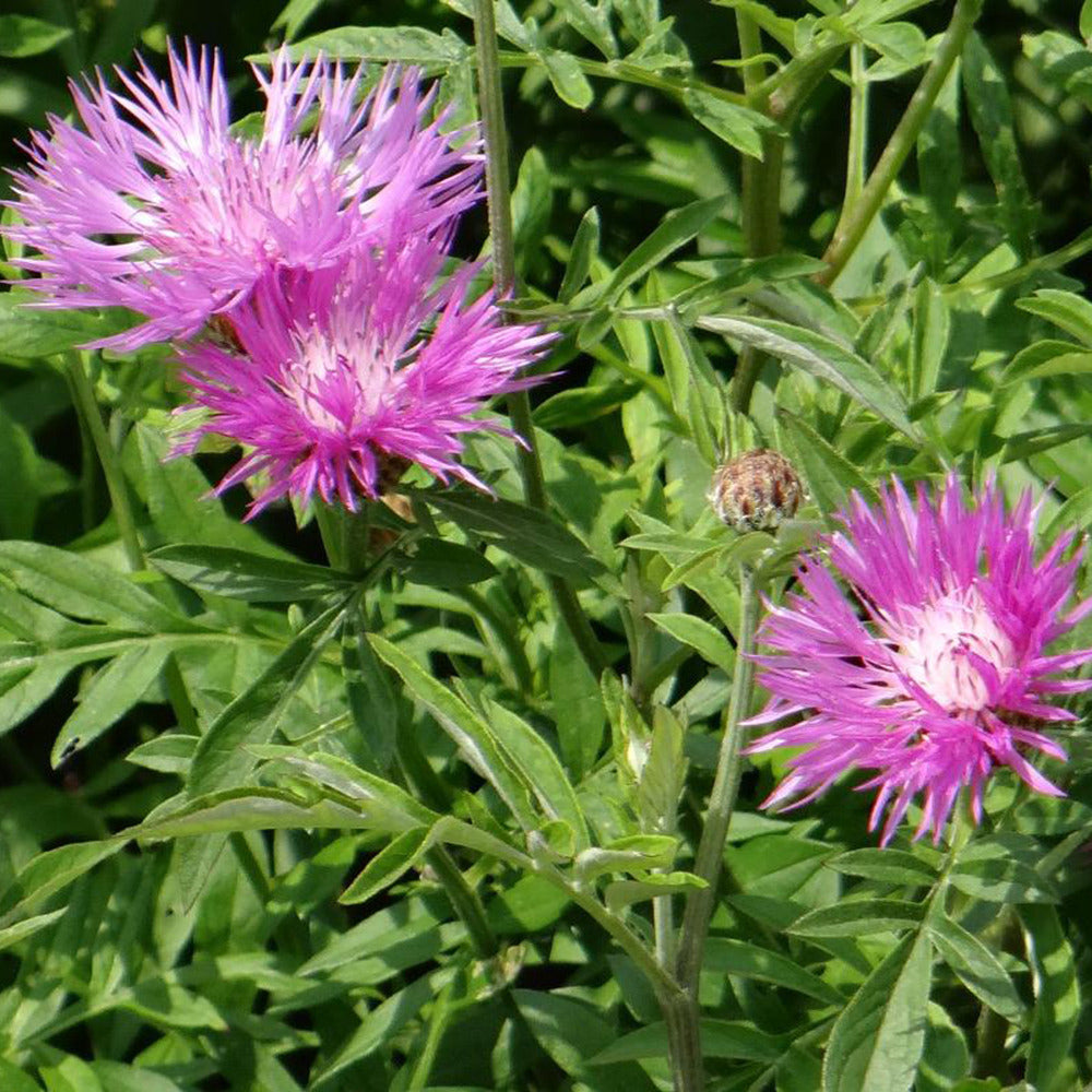 Flockenblume - Bakker