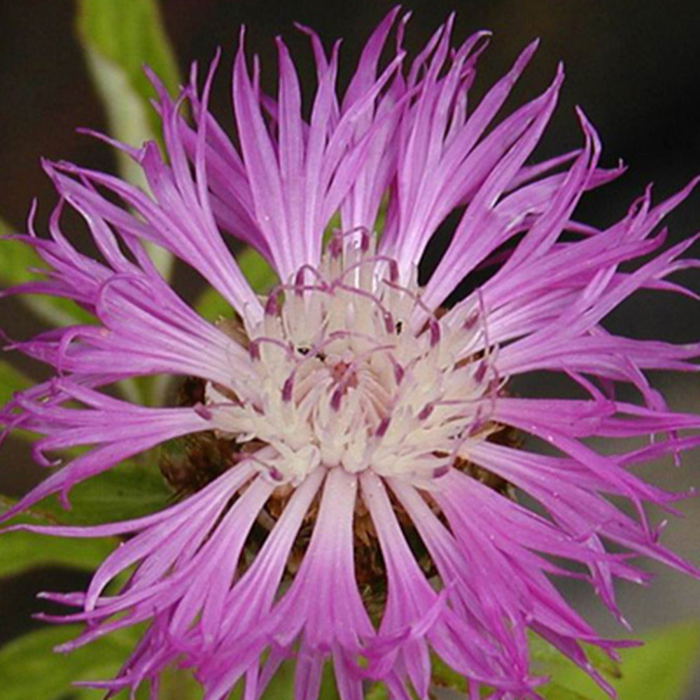 Flockenblume - Centaurea dealbata - Bakker
