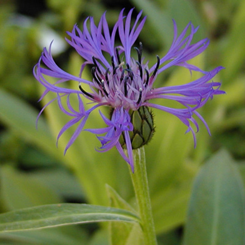 Verkauf Berg-Flockenblume - Centaurea montana