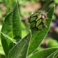 Wiesen-Glockenblumen - Berg-Flockenblume - Centaurea montana