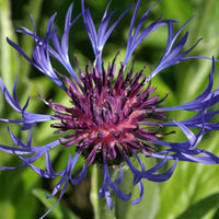 Centaurea montana - Berg-Flockenblume - Wiesen-Glockenblumen