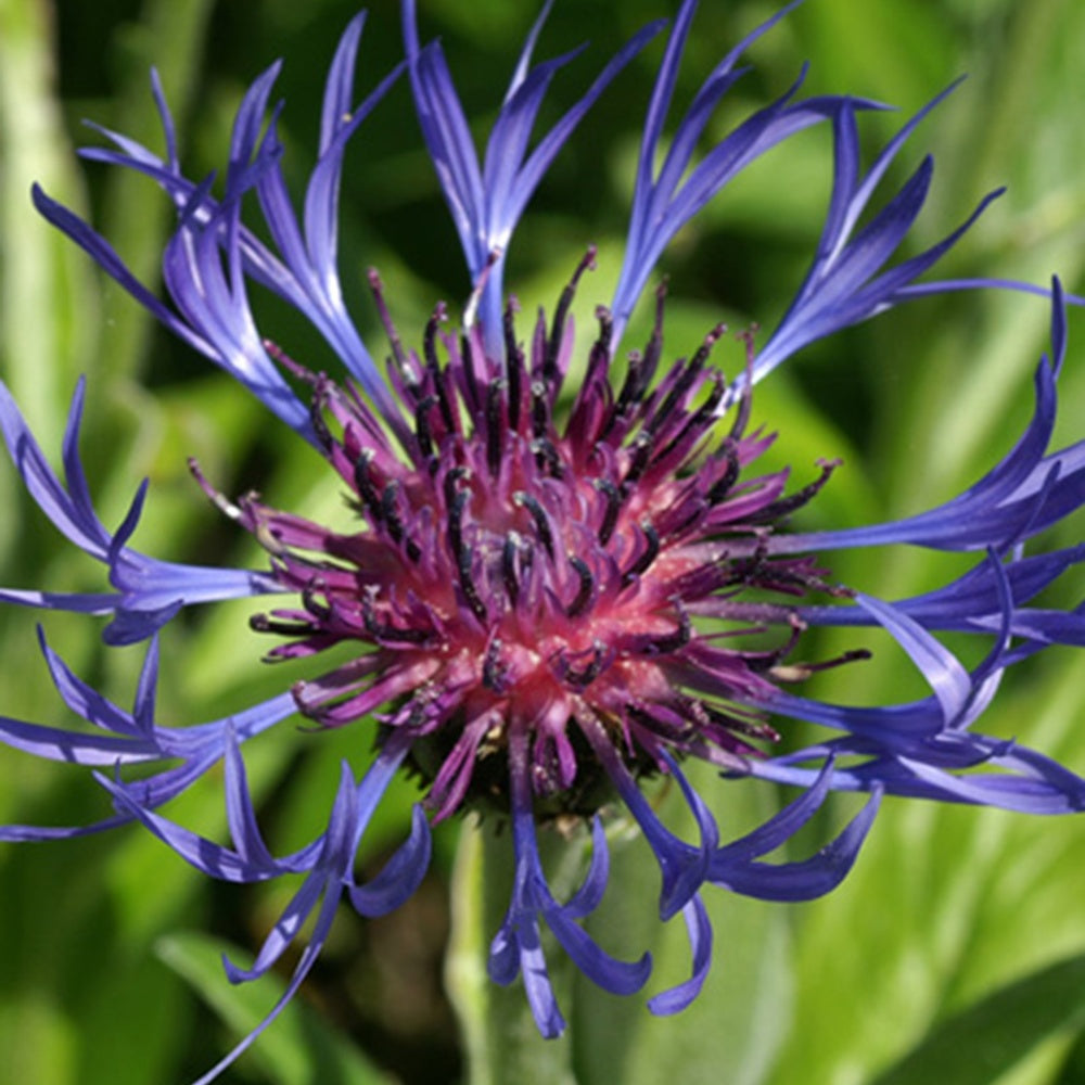 Centaurea montana - Berg-Flockenblume - Wiesen-Glockenblumen