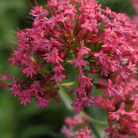 Stauden - Rote Spornblume - Centranthus ruber coccineus