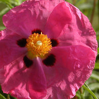Cistus purpureus - Purpur-Zistrose - Cistus - Zistrose