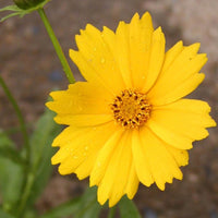 Mädchenauge ‘Etoile d'Or’ - Coreopsis grandiflora etoile dor - Bakker